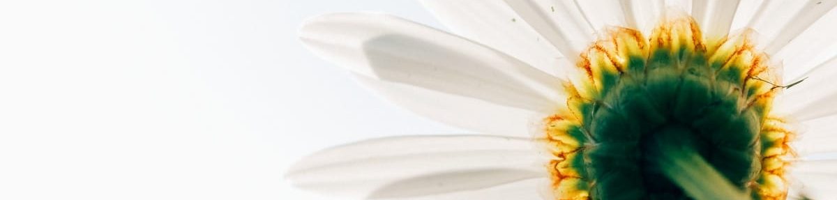 Slider Blume